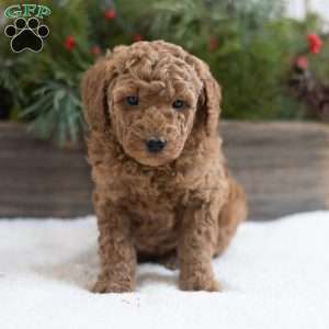 Cookie, Mini Labradoodle Puppy